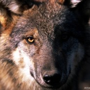 Presentazione I grandi predatori dell’Appennino e del libro Un cuore tra i lupi – Casalecchio di Reno 29 novembre 2013
