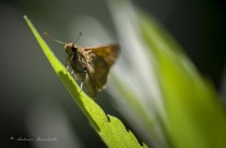 Hesperiidae butterfly