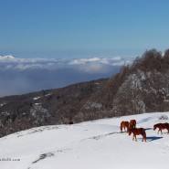 Cavalli d’inverno al Piano del Toscano