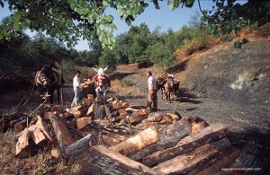 Il trasporto della legna