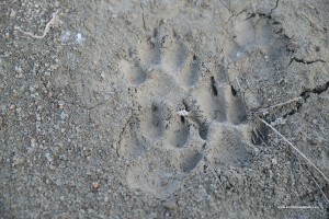 Canis lupus italicus, impronta su argilla di diversi esemplari