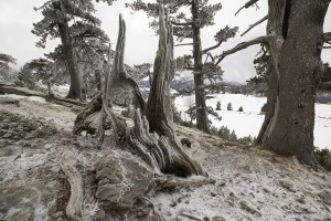 Pino loricato, Pinus leucodermis