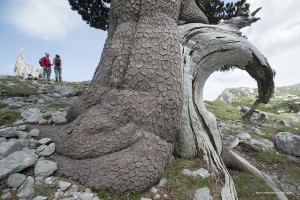 Pino loricato. Pinus leucodermis