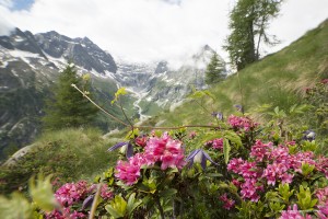 Clematide Alpina; Clematis alpina, Rododendro irsuto, Rhododendron hirsutum