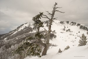 Pinus leucodermis, Serra Crispo 26 marzo 2016