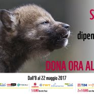 SOS Salviamo il lupo dai crimini di natura