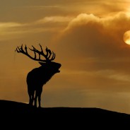 La fotografia naturalistica e presentazione libro Un cuore tra i lupi – Bologna 4 dicembre 2013