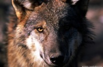 Presentazione I grandi predatori dell’Appennino e del libro Un cuore tra i lupi – Casalecchio di Reno 29 novembre 2013