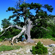 Parco nazionale del Pollino – Il parco più grande d’Italia