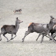 A caccia di cervi anche di notte