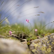 Garofano di montagna
