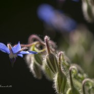 Borragine, Borago officinalis