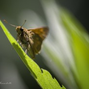 Hesperiidae butterfly