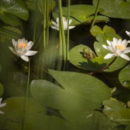 Nymphaea alba