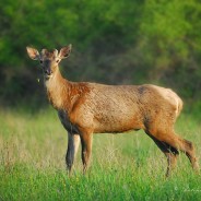 Cervo maschio adulto senza palco