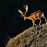 La luce nella fotografia naturalistica