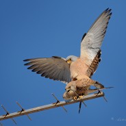 Falco grillaio