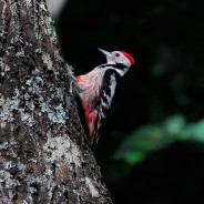 Picchio rosso mezzano, Dendrocopos medius