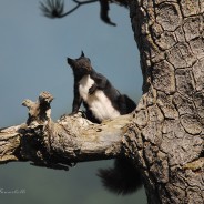 Scoiattolo meridionale