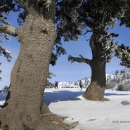 Pinus leucodermis alla Grande Porta del Pollino
