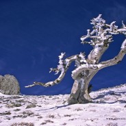 Tronco pietrificato di pino loricato sulle vette del Pollino