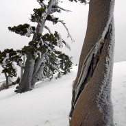 Pinus leucodermis a Serra Crispo