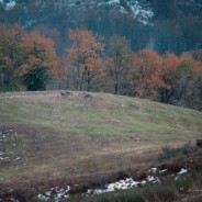Attrazioni selvagge