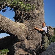L’energia potente del più grande pino loricato
