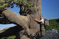 L’energia potente del più grande pino loricato
