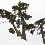 Pini loricati nella neve a Serra Crispo