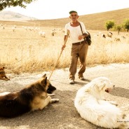 Pastori e lupi in Basilicata