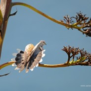 Tortora comune. Streptopelia turtur