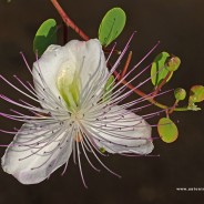 Fioritura di cappero. Capparis spinosa
