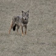 Lo sguardo e il fascino del lupo