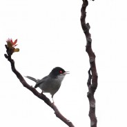 Occhiocotto, Sylvia melanocephala