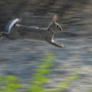Coniglio selvatico, Oryctolagus cuniculus