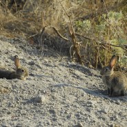 Coniglio selvatico. Oryctolagus cuniculus