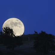 Lupi nella notte