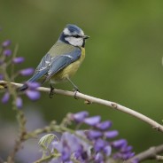 Orto botanico a Bologna