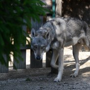 Il cane lupo di Saarloos