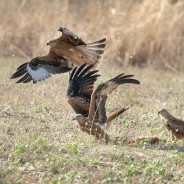 Nibbio reale, Milvus milvus