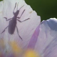 Tra le peonie di montagne