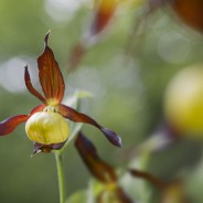 Giardino Esperia