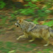 I lupi e il capriolo