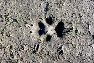 Canis lupus italicu, impronta su argilla