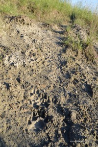 Canis lupus italicus, impronta su terreno bagnato di diversi esemplari della stesa famiglia