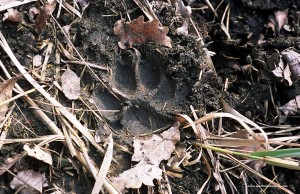 Canis lupus italicu, impronta su terreno bagnato 