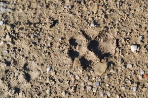 Canis lupus italicu, impronta su terreno coltivato