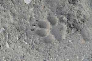 4 Canis lupus italicu, impronta su argilla 