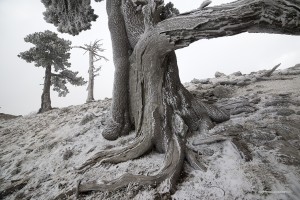 Pino loricato, Pinus leucodermis